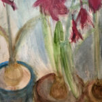 Amaryllis