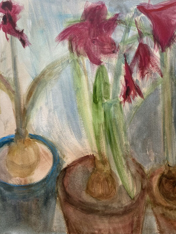 Amaryllis