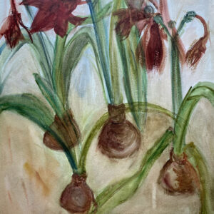 Amaryllis Bulbs