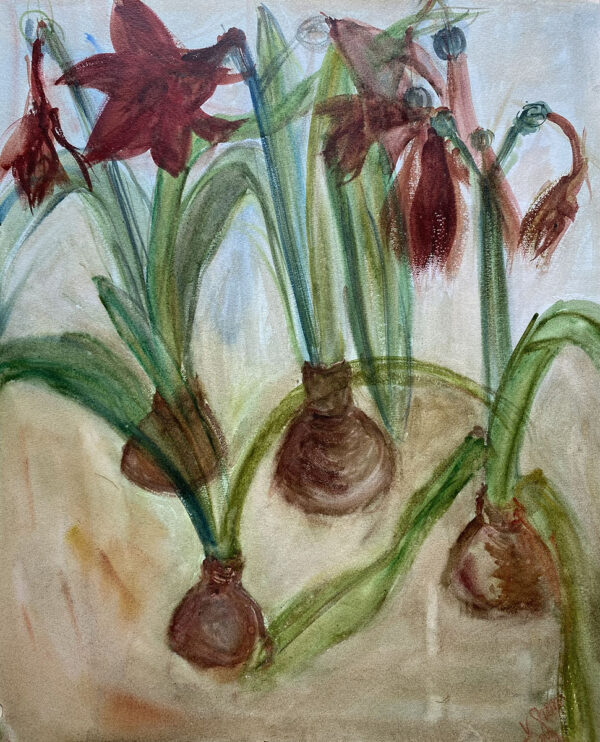 Amaryllis Bulbs