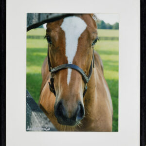Curious Foal