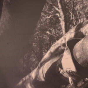 Corset Forest #3